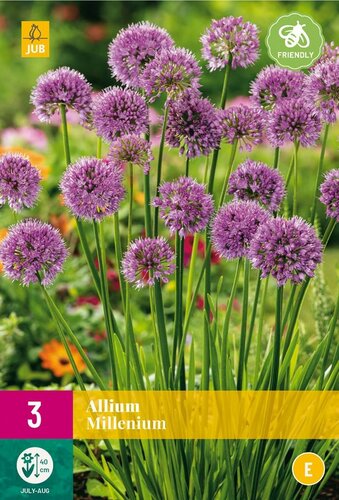 Allium millenium 3 bollen