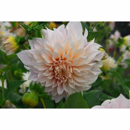 Dahlia cafe au lait 3 knollen - afbeelding 2