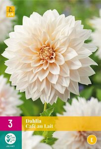 Dahlia cafe au lait 3 knollen - afbeelding 1