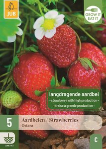 Aardbeienplant Ostara