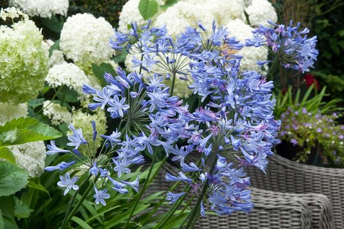 Agapanthus blauw - afbeelding 2