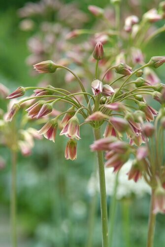 Allium nectaroscordum siculum 5 bollen - afbeelding 2