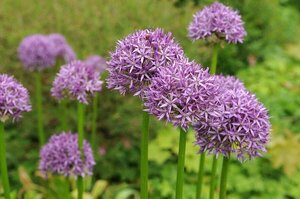 Prins Allium Purple Sensation 20 bollen - afbeelding 2