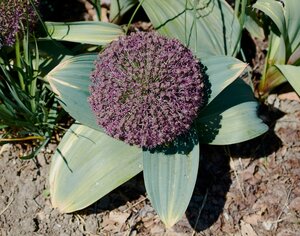 Allium karataviense 'Red Giant'