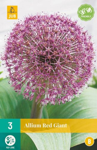 Allium karataviense 'Red Giant'