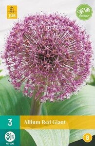 Allium karataviense 'Red Giant'