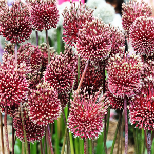 Allium red mohican 2 bollen - afbeelding 2