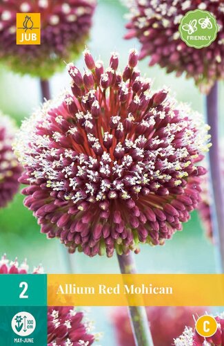 Allium red mohican 2 bollen