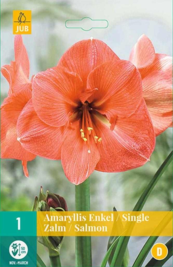 Amaryllis Enkel Zalm Bol Koopzaden Nl