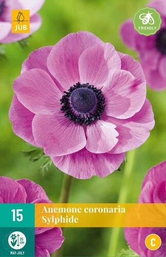 Anemone coronaria sylphide 15 bollen - afbeelding 1