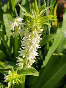 Eucomis autumnalis - afbeelding 2