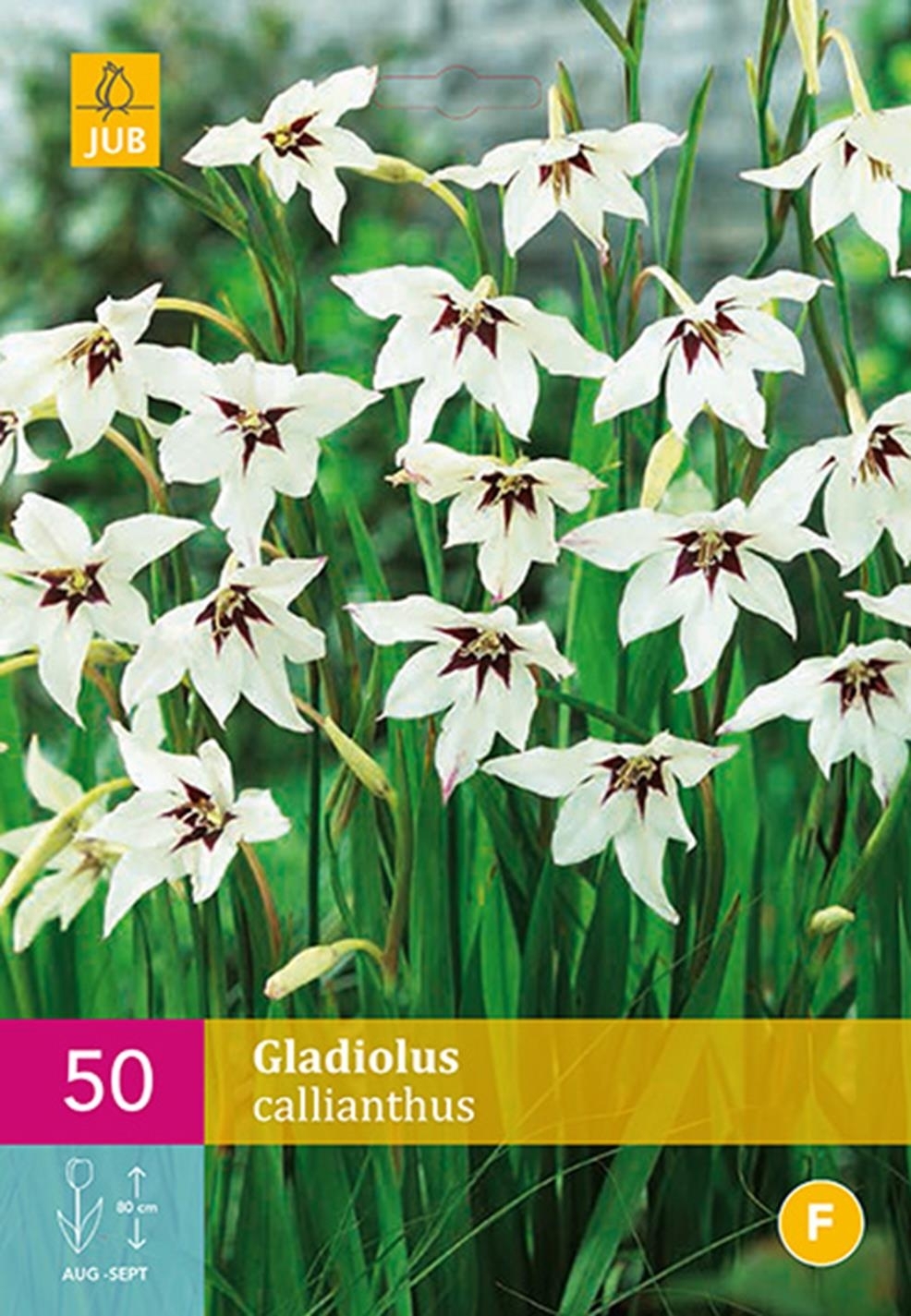 Gladiolus Callianthus 50 Bollen Koopzaden Nl