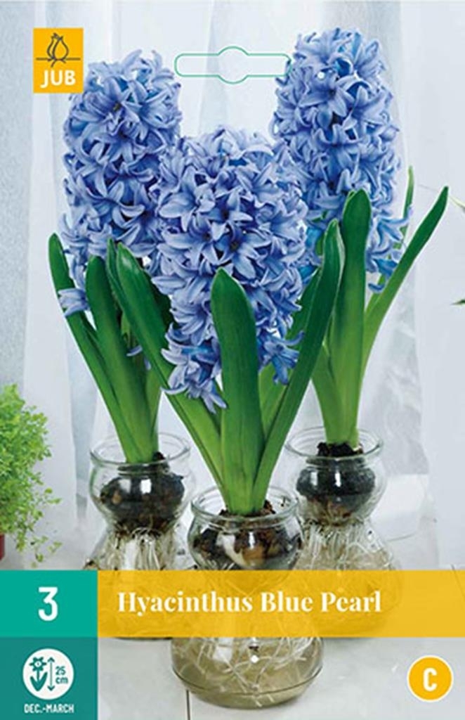 Hyacint Voor Glas Blue Pearl 3 Bollen Koopzaden Nl