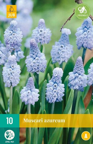 Muscari azureum 10 stuks - afbeelding 1