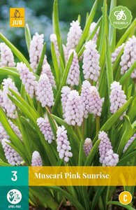 Muscari pink sunrise 3 bollen - afbeelding 1