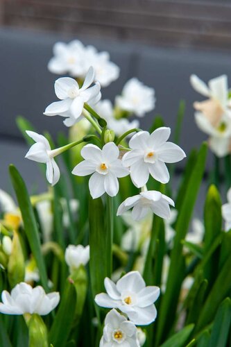 Narcis paperwhite 3 bollen - afbeelding 2