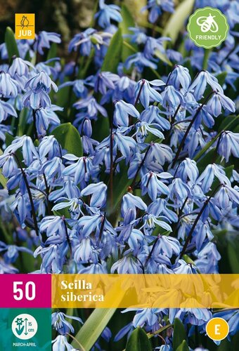 Scilla siberica 50 bollen - afbeelding 1