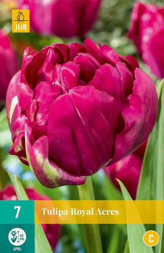 Tulp royal acres 7 bollen