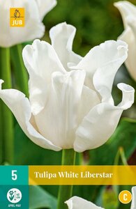 Tulp crown white liberstar 5 bollen - afbeelding 1