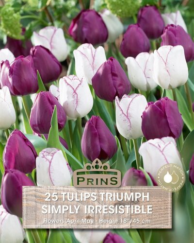 Prins tulpen simply irresistible 25 bollen