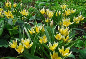 Tulp dasystemon tarda 10 bollen - afbeelding 2