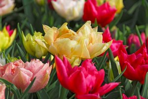 Tulp Double early mix 7 bollen - afbeelding 2
