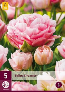 TULP DREAMER