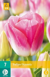 Tulp dynasty 7 bollen - afbeelding 1