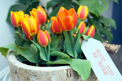 Tulp Flair 7 bollen - afbeelding 2