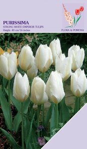 Tulp Purissima 12 bollen - afbeelding 1