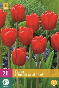 Tulp triumph rood 20 bollen